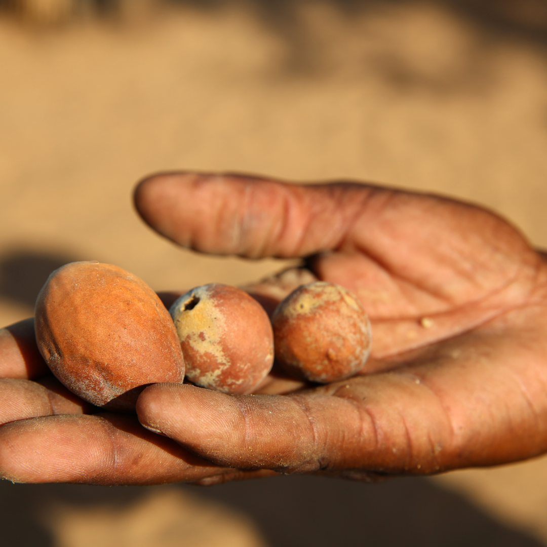 Noix de Marula qui sert à faire l'huile