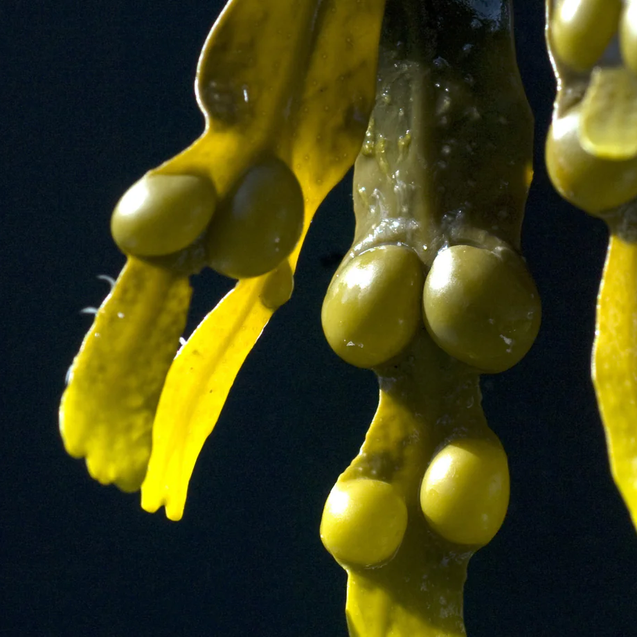 Fucus: the star algae of our organic slimming oil