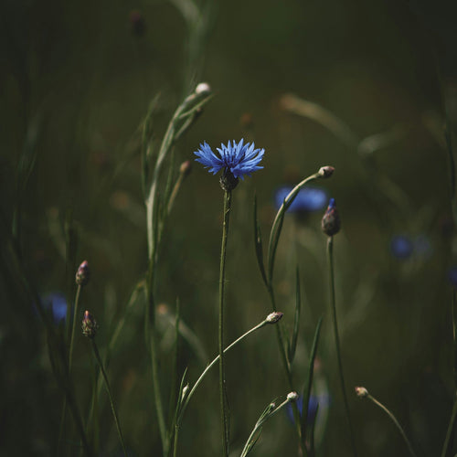 Quels sont les bienfaits de l’eau florale de bleuet ?
