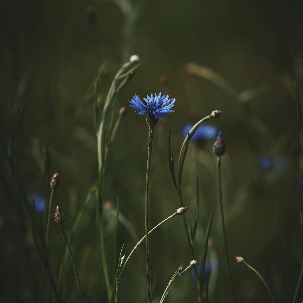 Quels sont les bienfaits de l’eau florale de bleuet ?