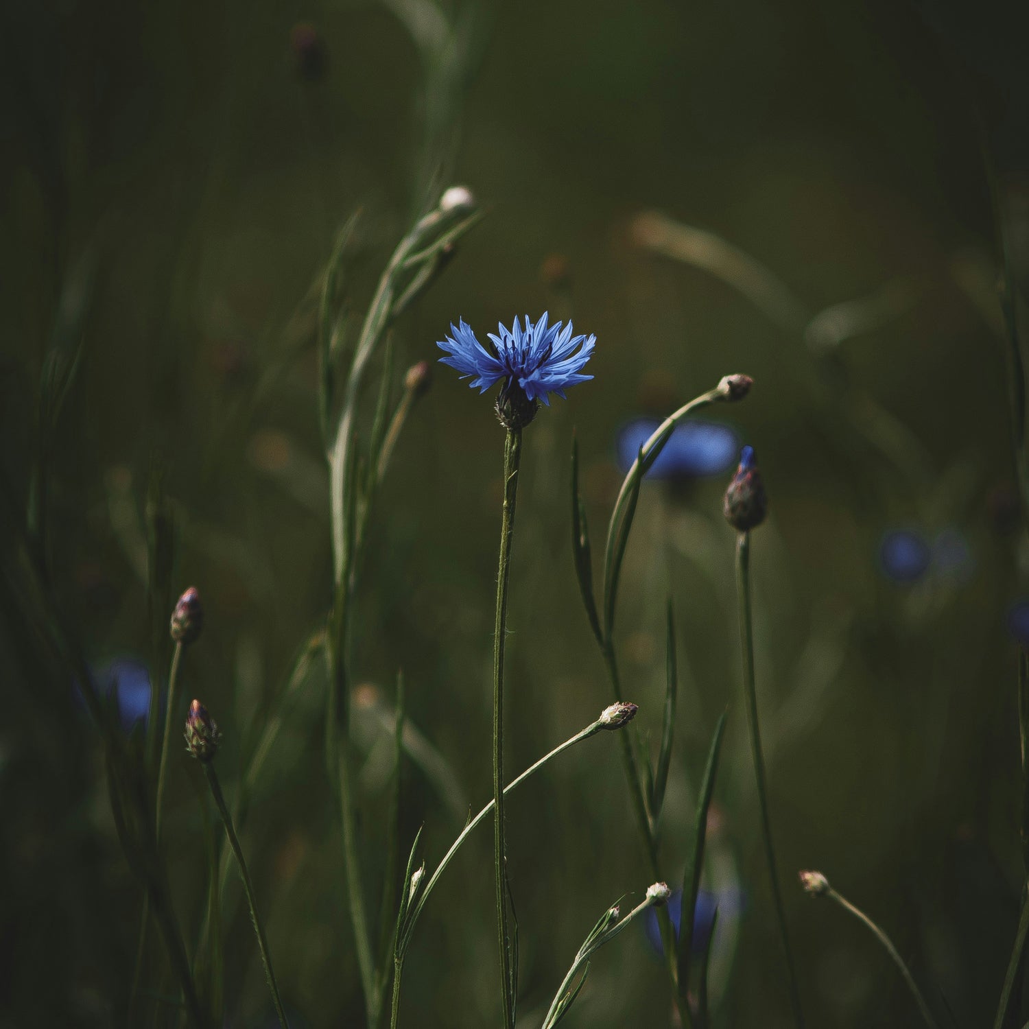 bienfait eau florale de bleuet 