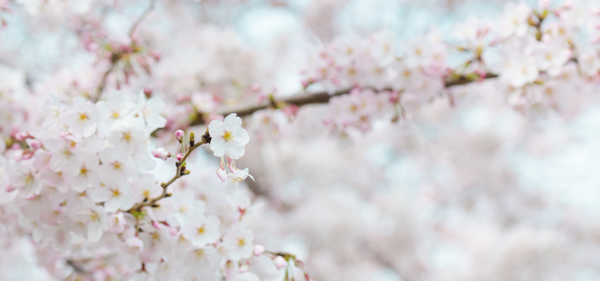 fleur printemps 