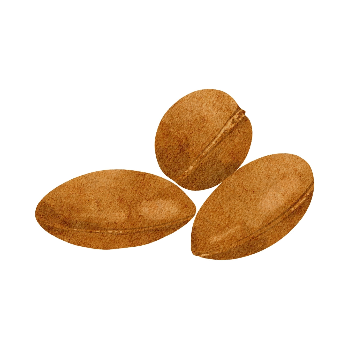 ingrédient cosmétique dattes