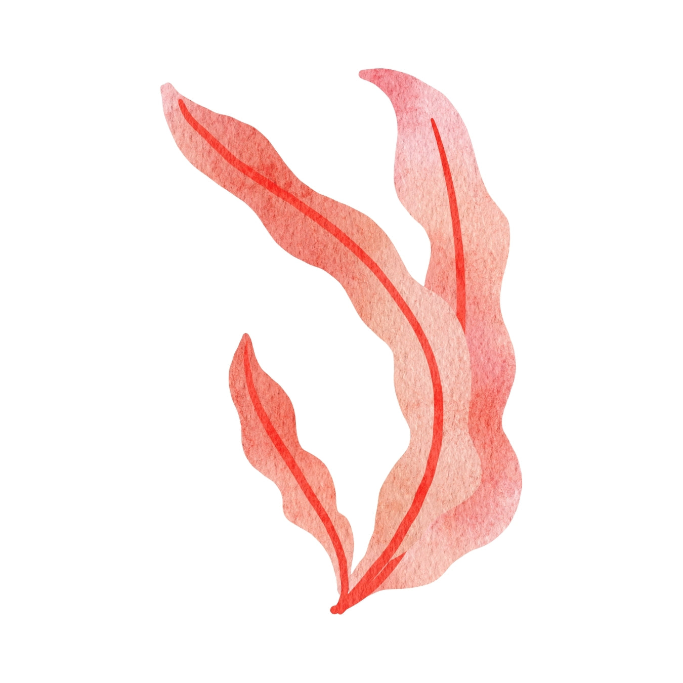 ingrédient cosmétique algue rouge