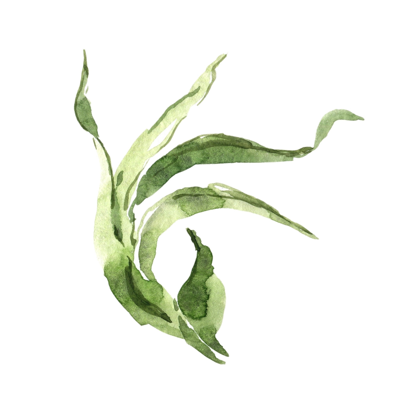 ingrédient cosmétique extrait de fucus