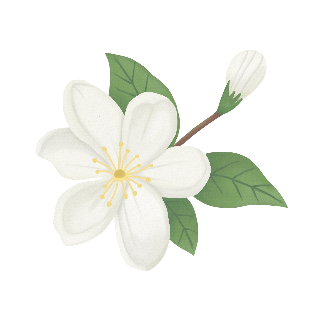 ingrédient cosmétique fleur de tiaré