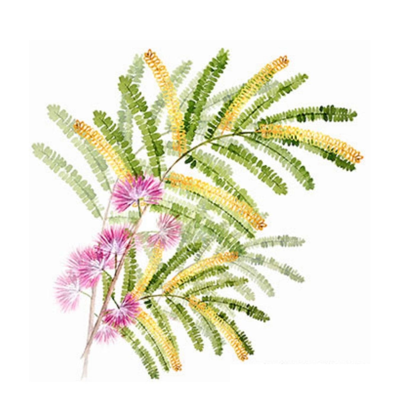 ingrédient cosmétique albizia julibrissin