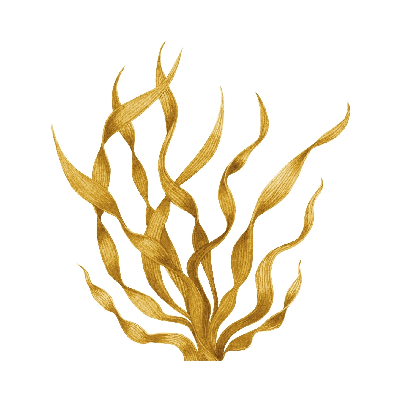 ingrédient cosmétique algue brune