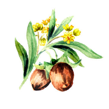 ingrédient cosmétique huile de jojoba