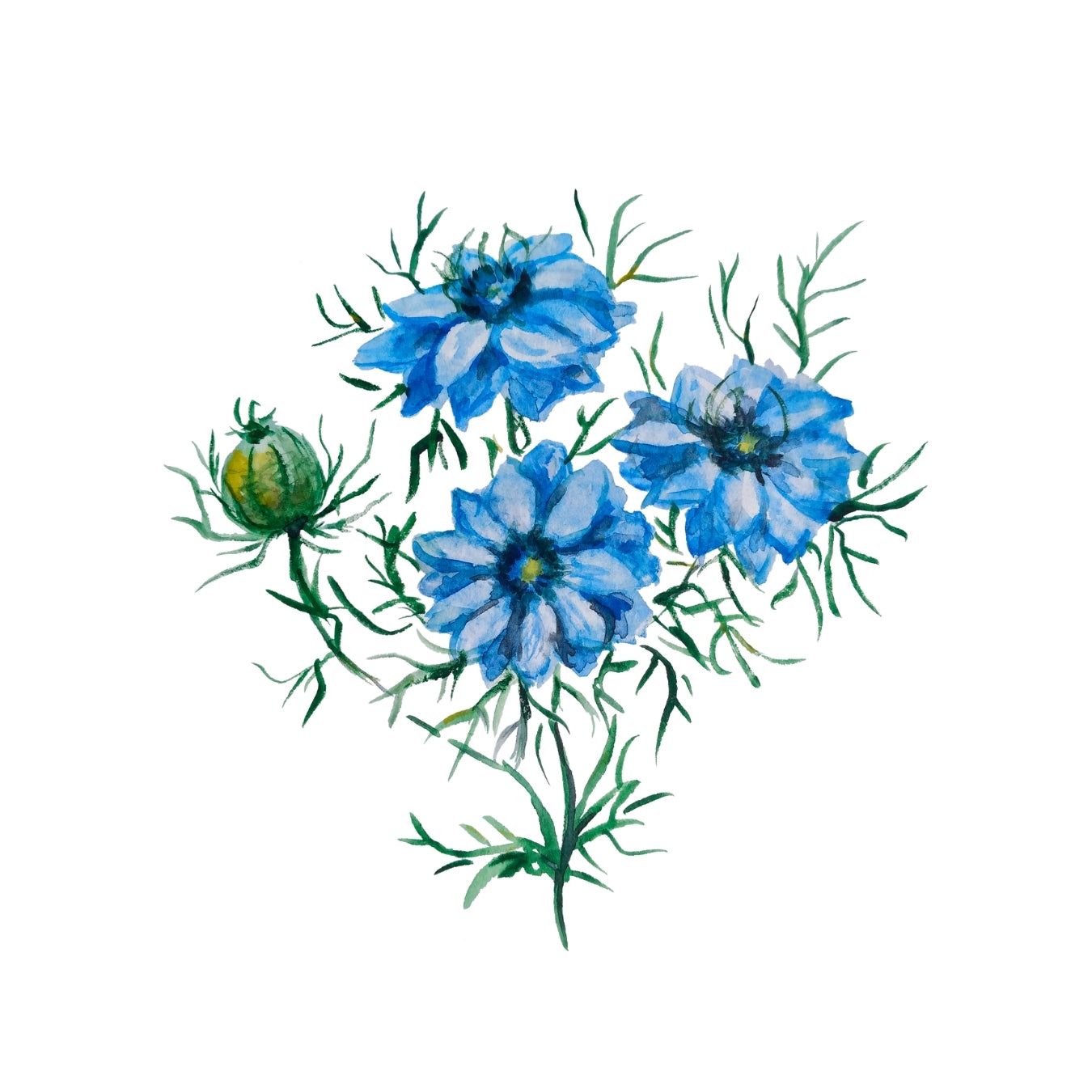 ingrédient cosmétique huile de nigelle