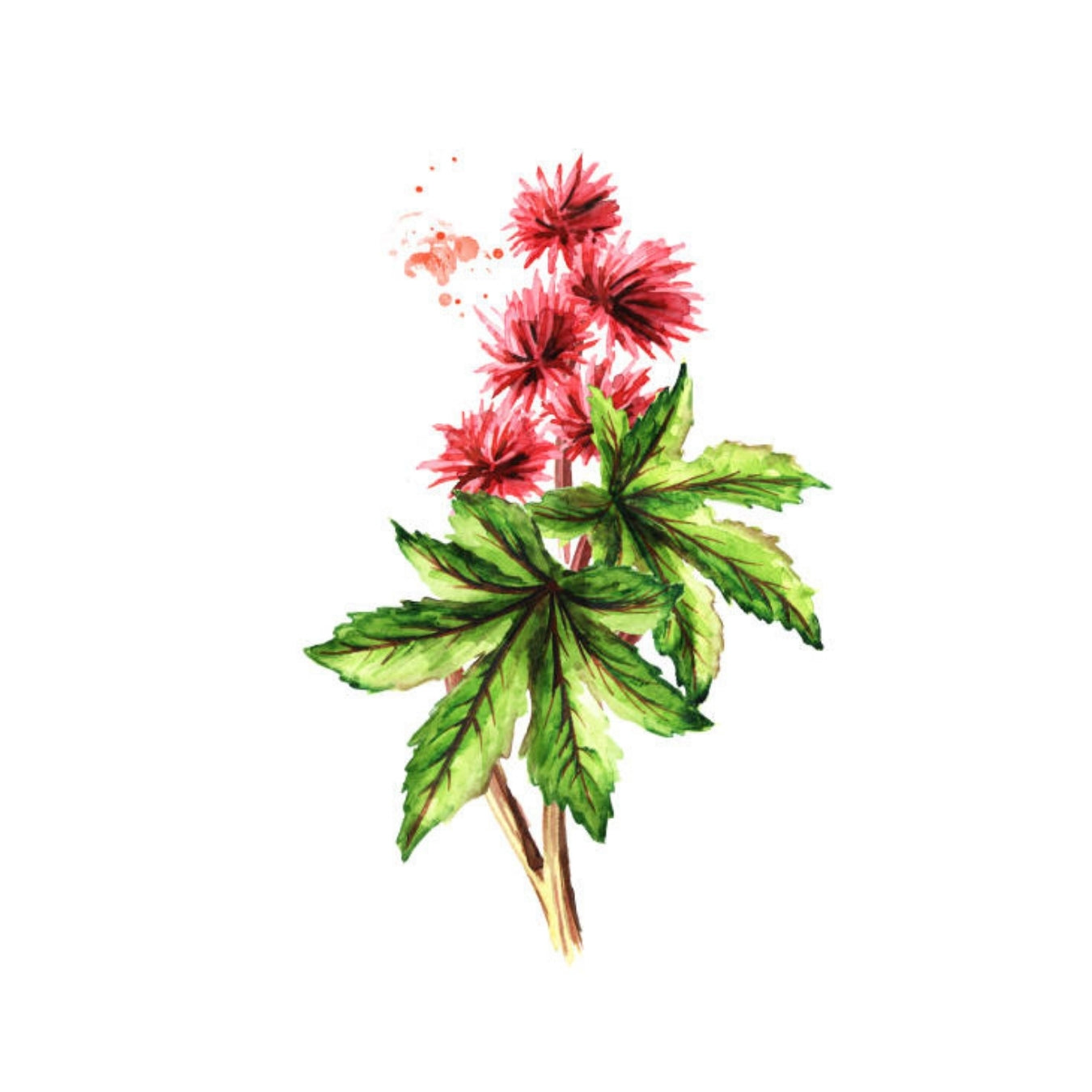 ingrédient cosmétique huile de ricin