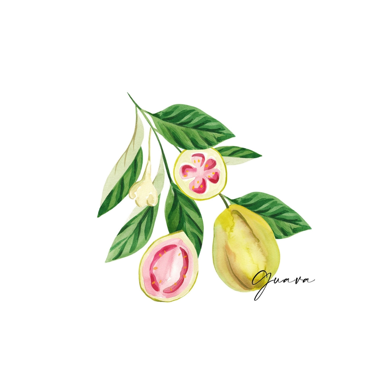 ingrédient cosmétique huile de tamanu