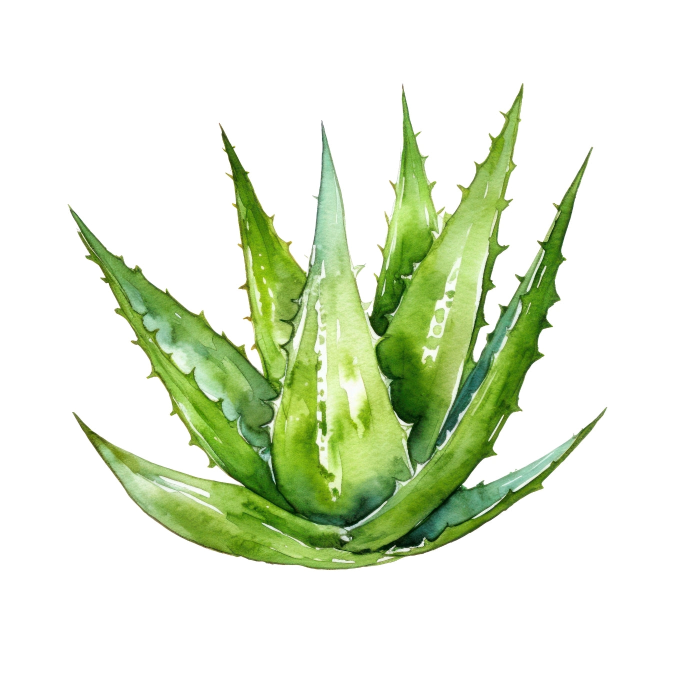 ingrédient cosmétique aloe vera