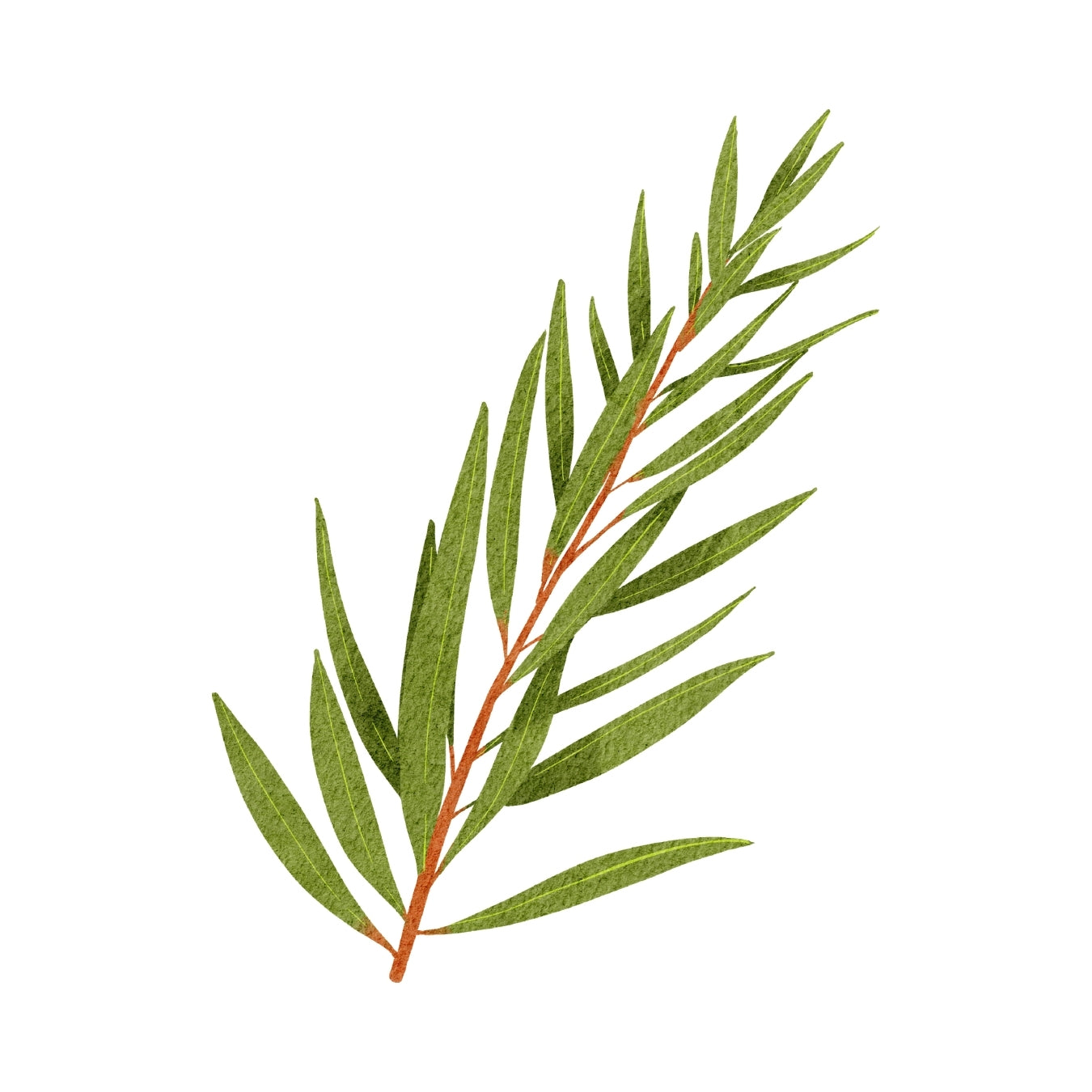 ingrédient cosmétique huile essentielle de tea tree