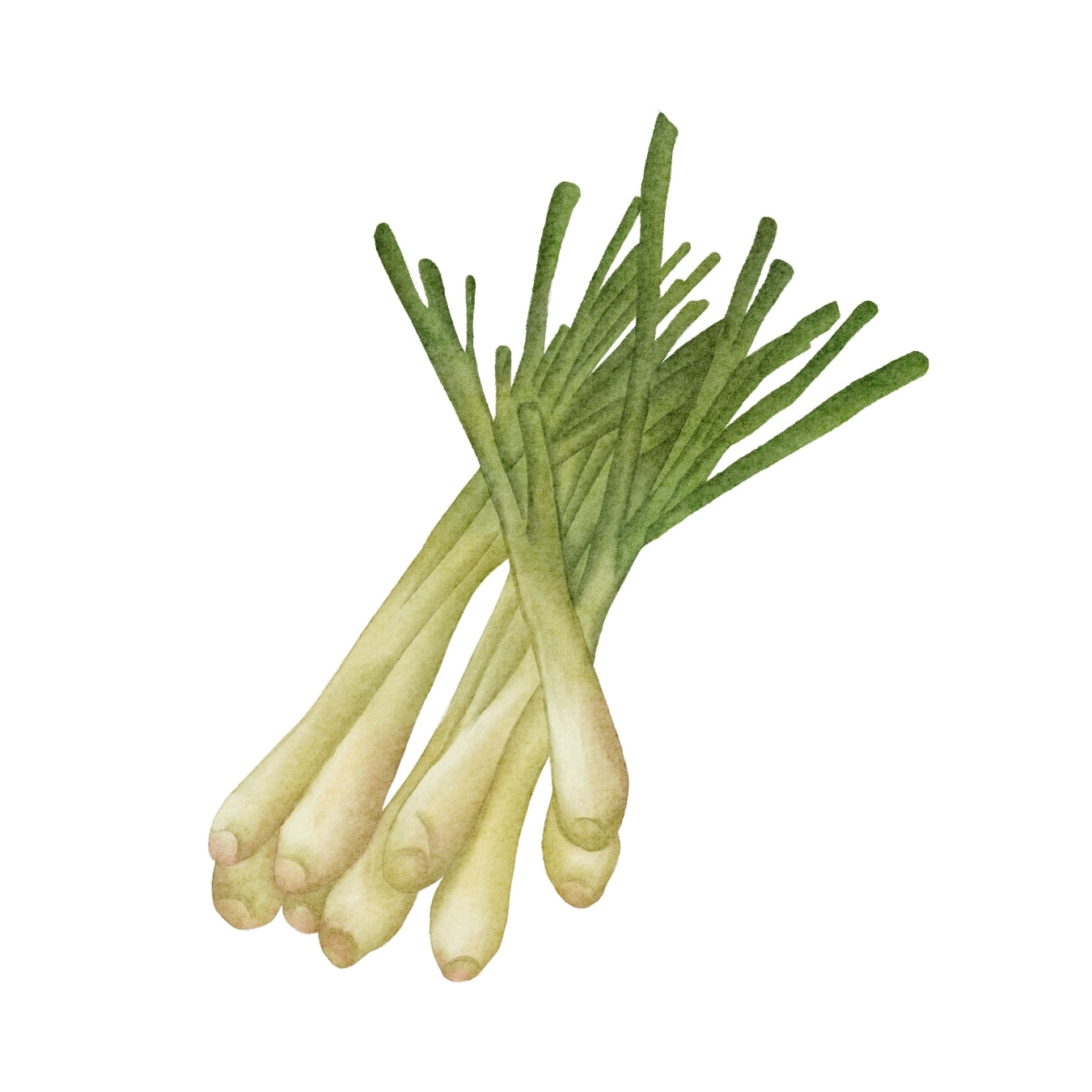 ingrédient cosmétique lemongrass