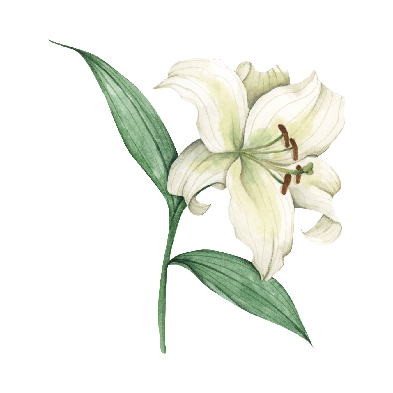 ingrédient cosmétique blanc