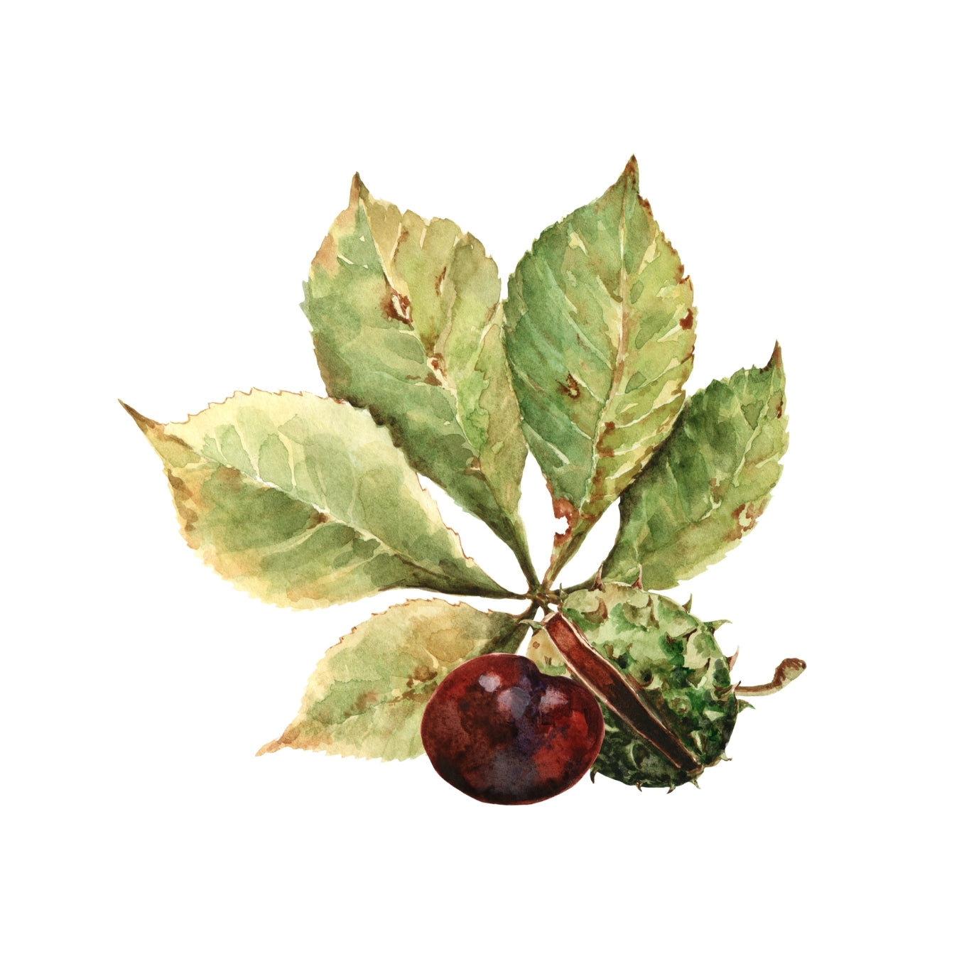 ingrédient cosmétique marron d'inde