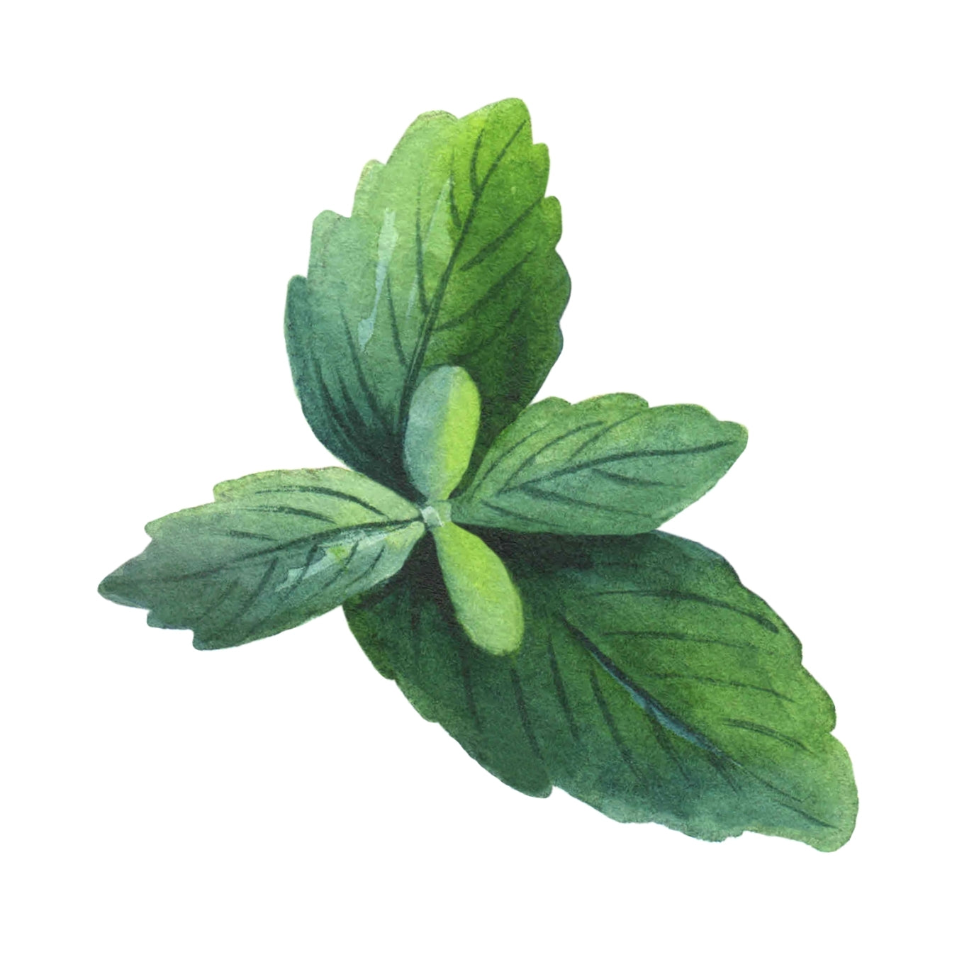 ingrédient cosmétique menthe