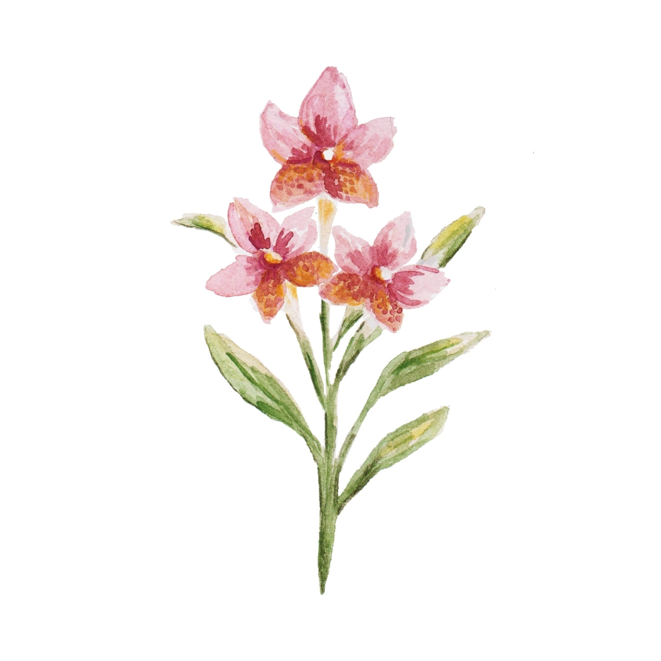 ingrédient cosmétique orchidée sauvage
