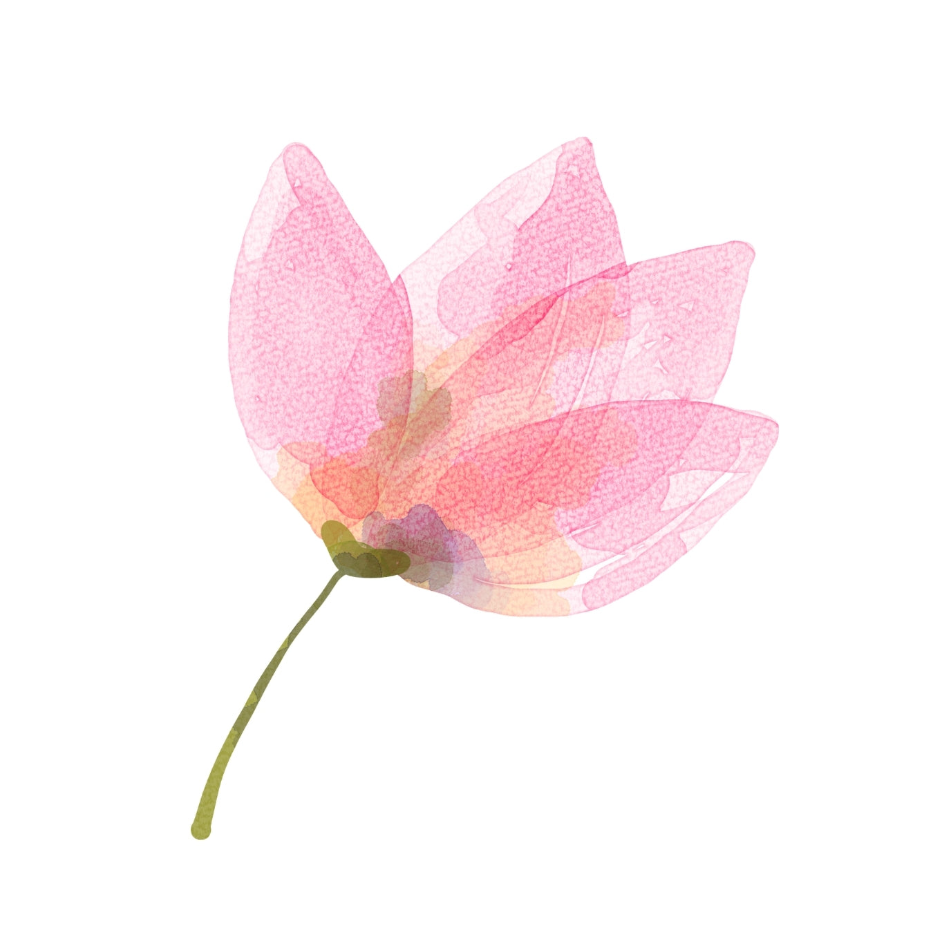 ingrédient cosmétique fleur de lotus