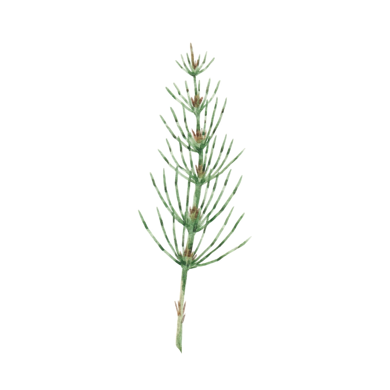 ingrédient cosmétique prêle des champs