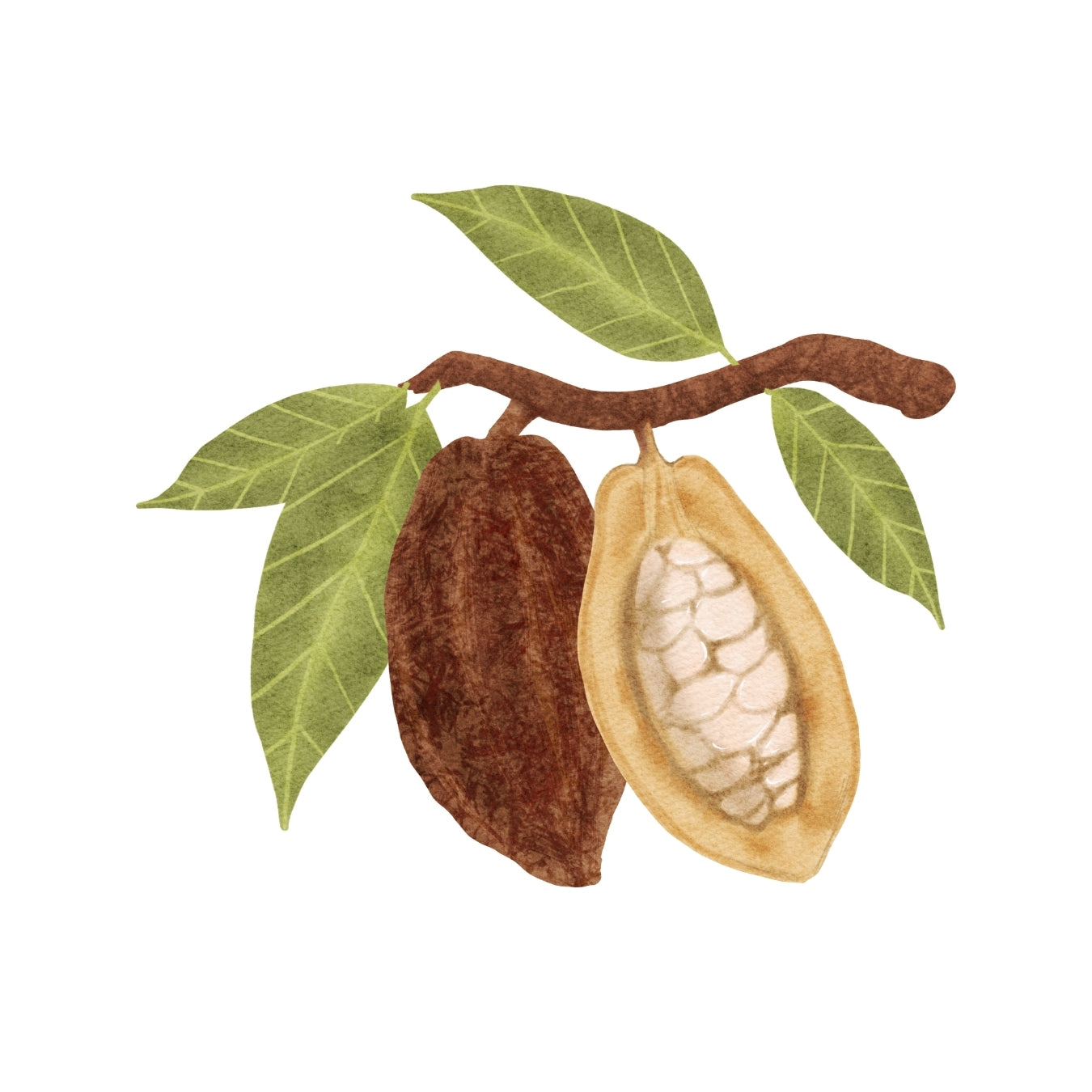 ingrédient cosmétique beurre de cacao