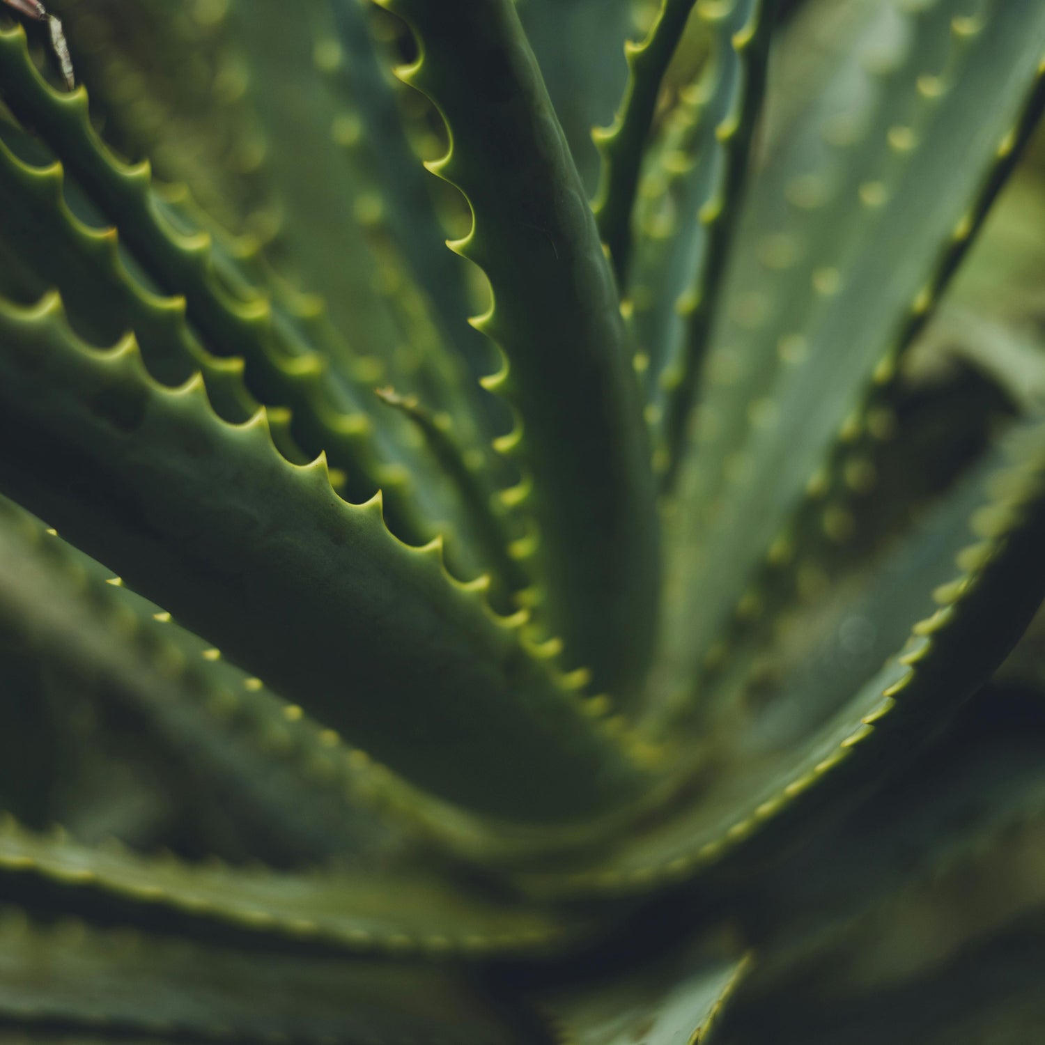 aloe vera